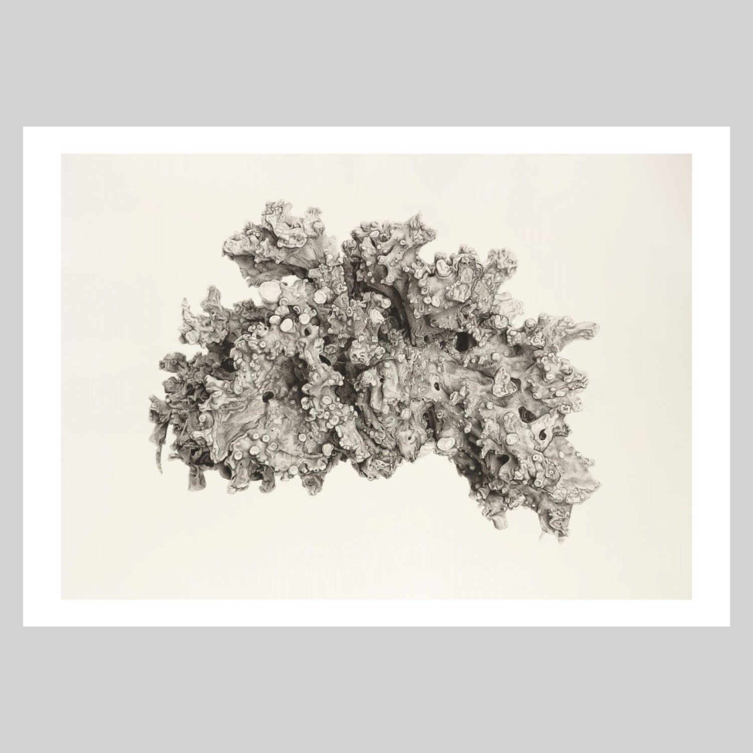 Lichen- Ramalina fastigiata (Print)