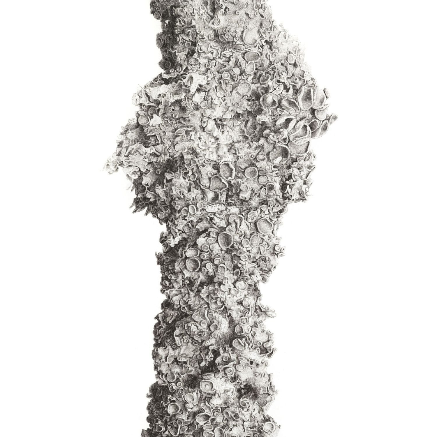 Cluster – Xanthoria sp.
