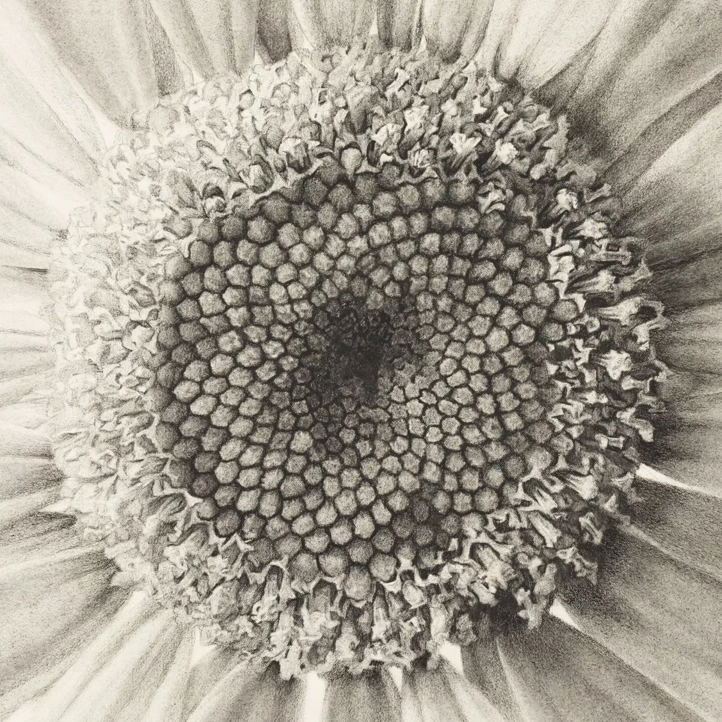 Detail of my latest drawing 'Supernova'.
Sign up to my mailing list to pre-order your limited edition print of this mesmerising drawing of an Oxeye Daisy.

Available in 3 sizes. Each size is limited to 20 prints
40cm &times; 40cm
60cm &times; 60cm
10