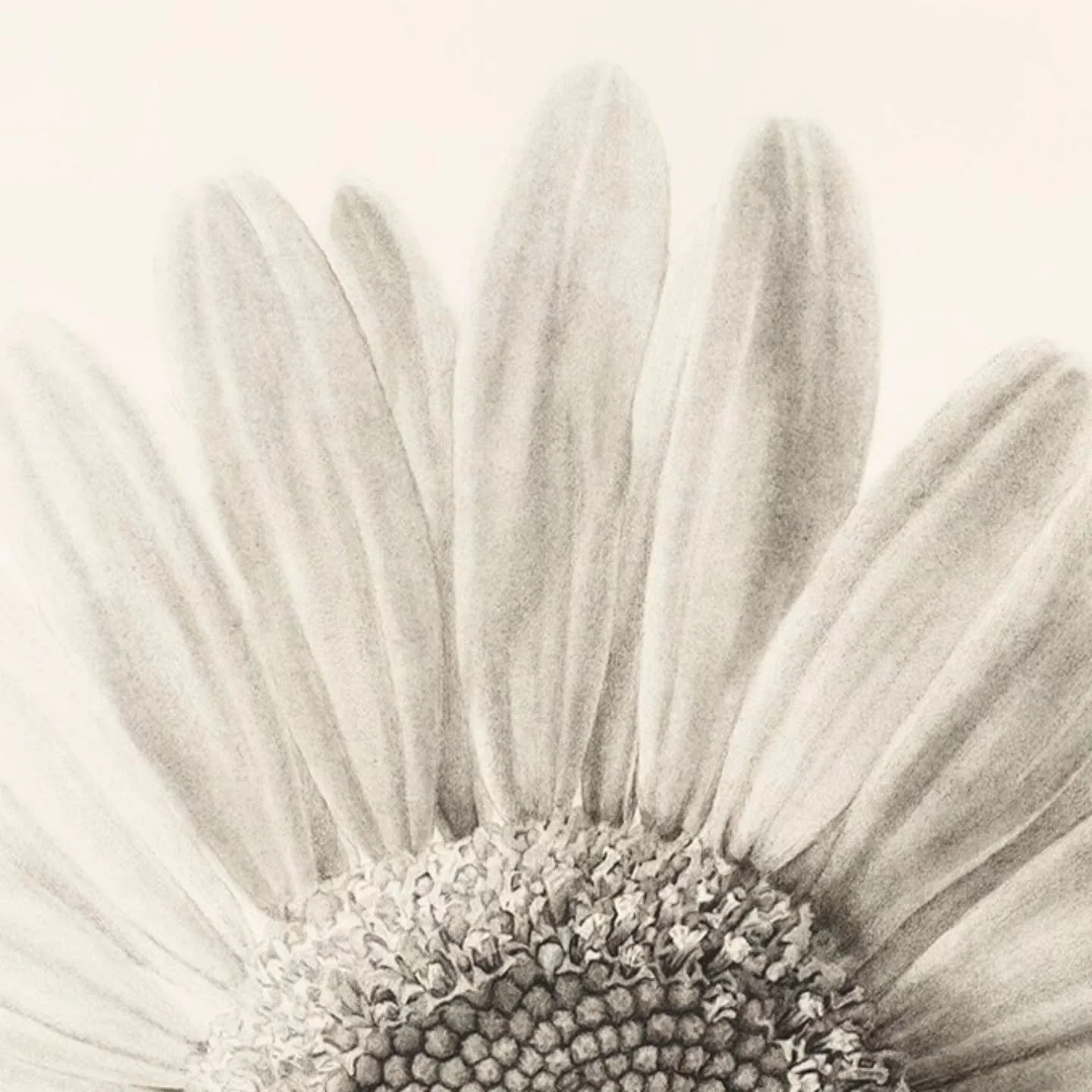When I came to think about this drawing, I knew from the outset I would have to tackle the petals of the Daisy in a different way than I normally draw.

I decided to use powdered charcoal and a very soft paint brush to apply the charcoal and blend it