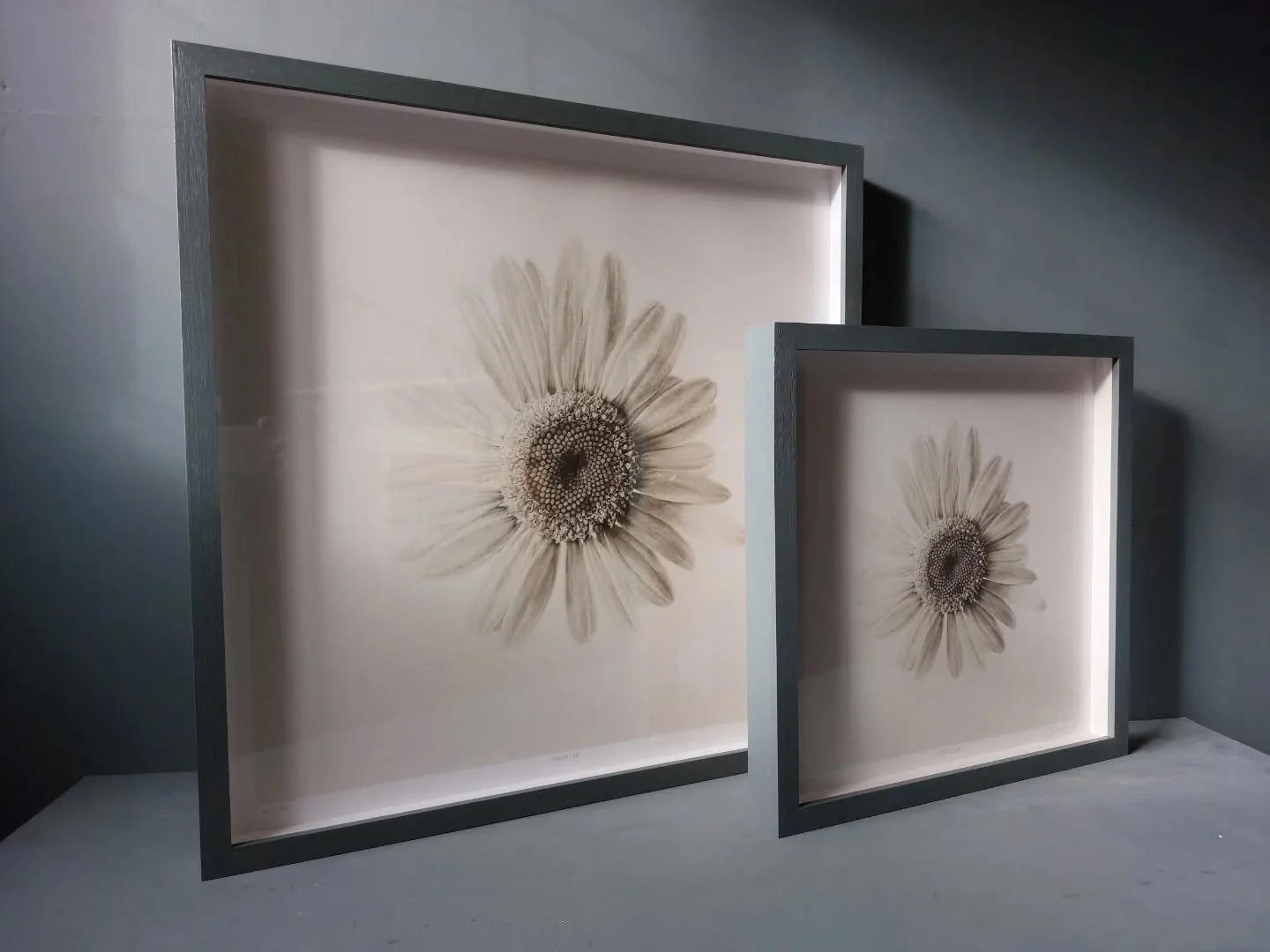 Introducing - Supernova, Oxeye Daisy - now available as a fine art print in three sizes.

Small - 40&times;40cm - perfect for gifting or curated gallery walls.

Medium - 60&times;60cm - a balanced, versatile statement.

Large - 100&times;100cm - bold