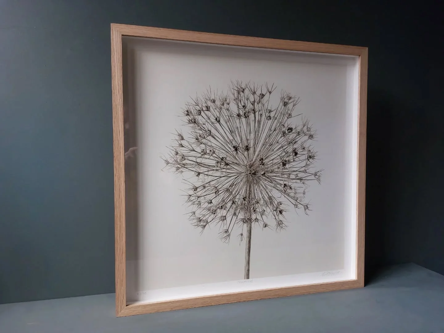 Christmas is fast approaching, but there is still time to place an order for one of my prints. The allium is nearly sold out in all 3 sizes and the teasel is not far behind in the small and medium size. So dont delay!!

You can see the full range on 