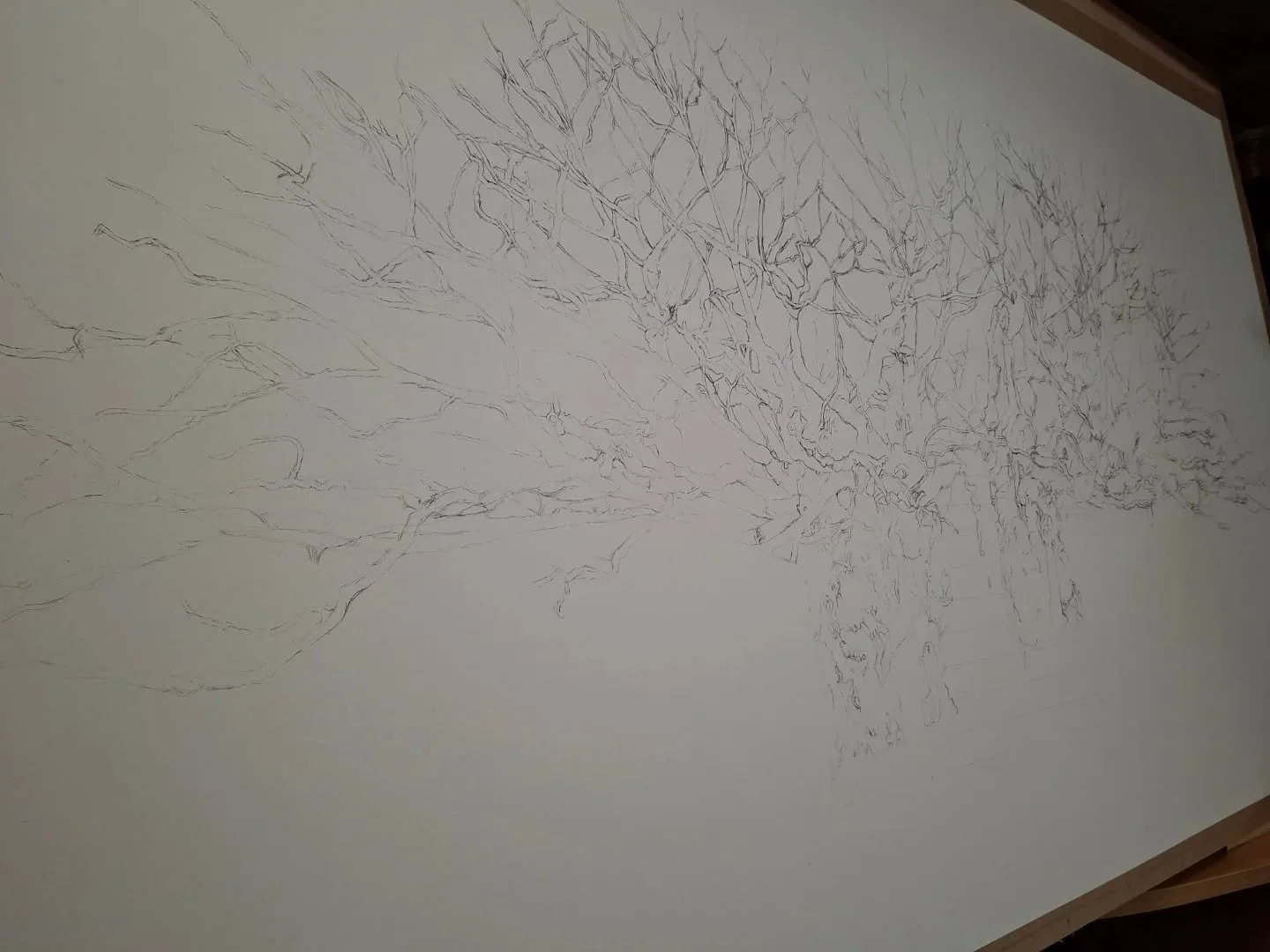 Establishing structure

#slowart #botanicaldrawing #worksonpaper