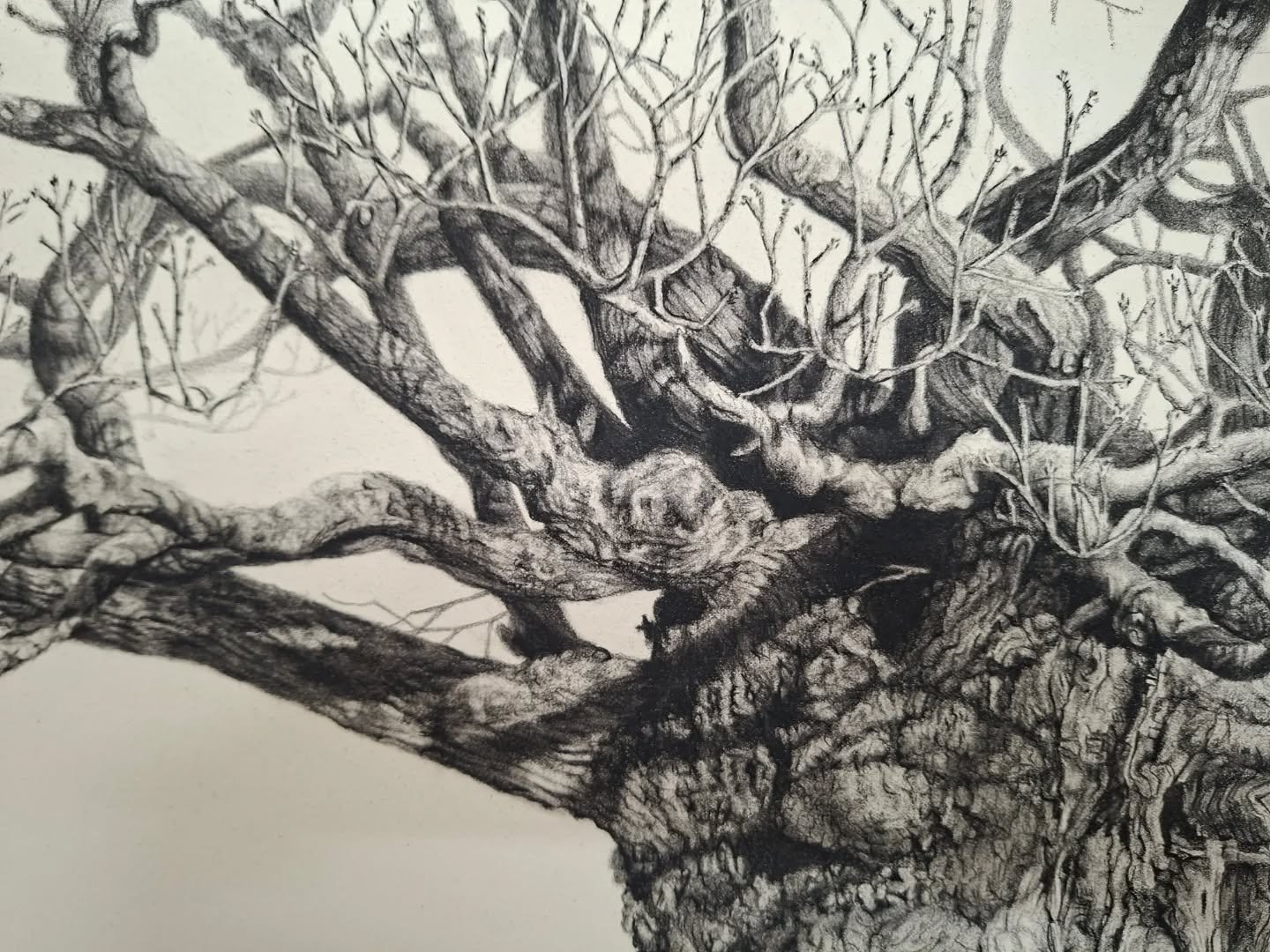 Working through the canopy with the branches slowly growing from the trunk.

Queen Elizabeth Oak, West Sussex

The branching patterns here are extraordinary.

#QueenElizabethOak #originaldrawing #contemporarydrawing #workinprogress #charcoaldrawing