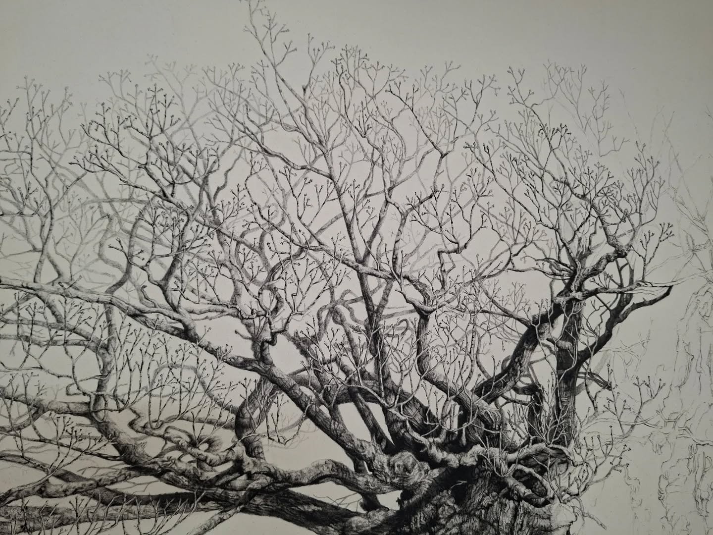 The branches are starting to find their place.

Queen Eliabeth Oak, Cowdray Estate.

#workinprogress #treedrawing #oak tree #naturedrawing