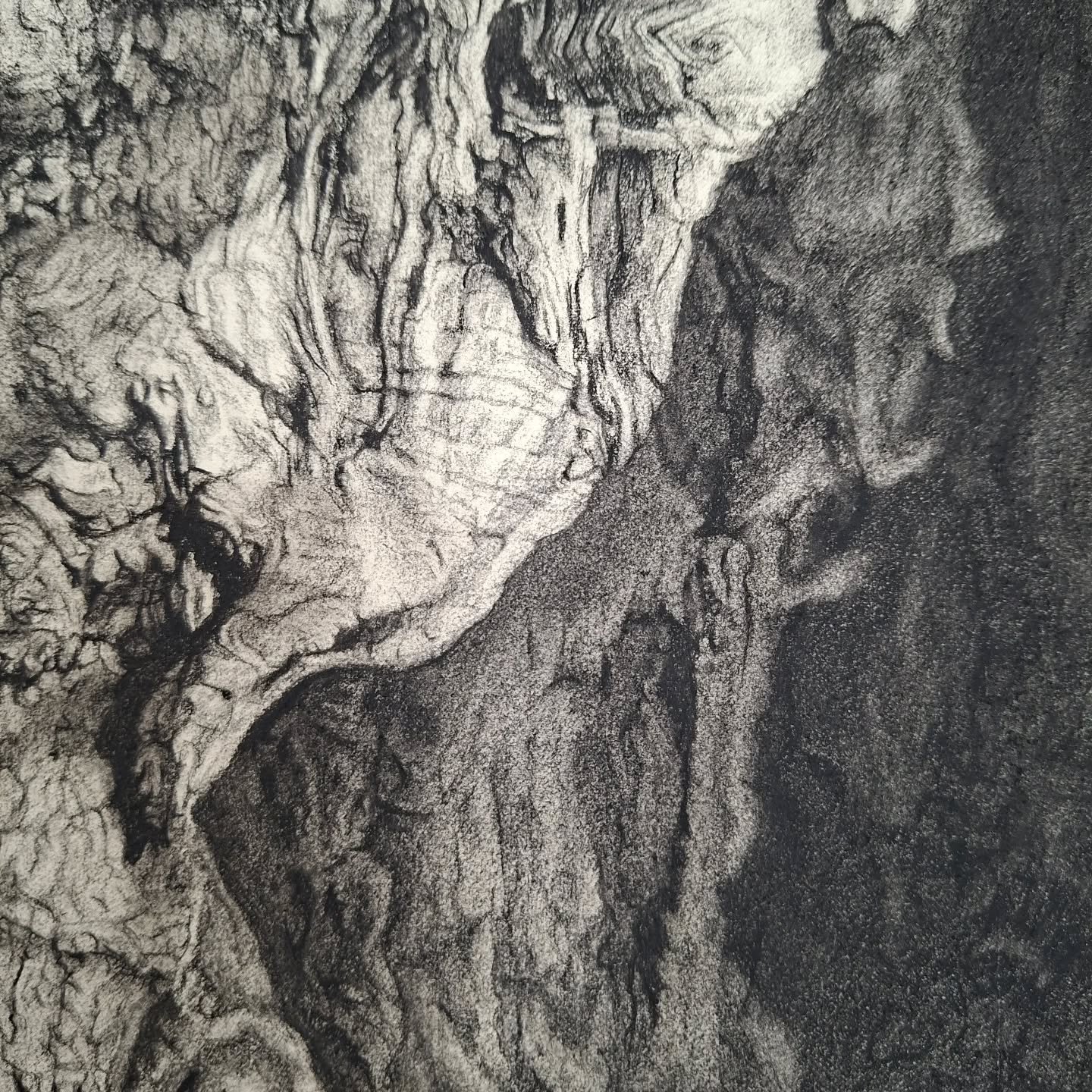 A small section.

#drawingdetails #artprocess #contedrawing #botanicaldrawing