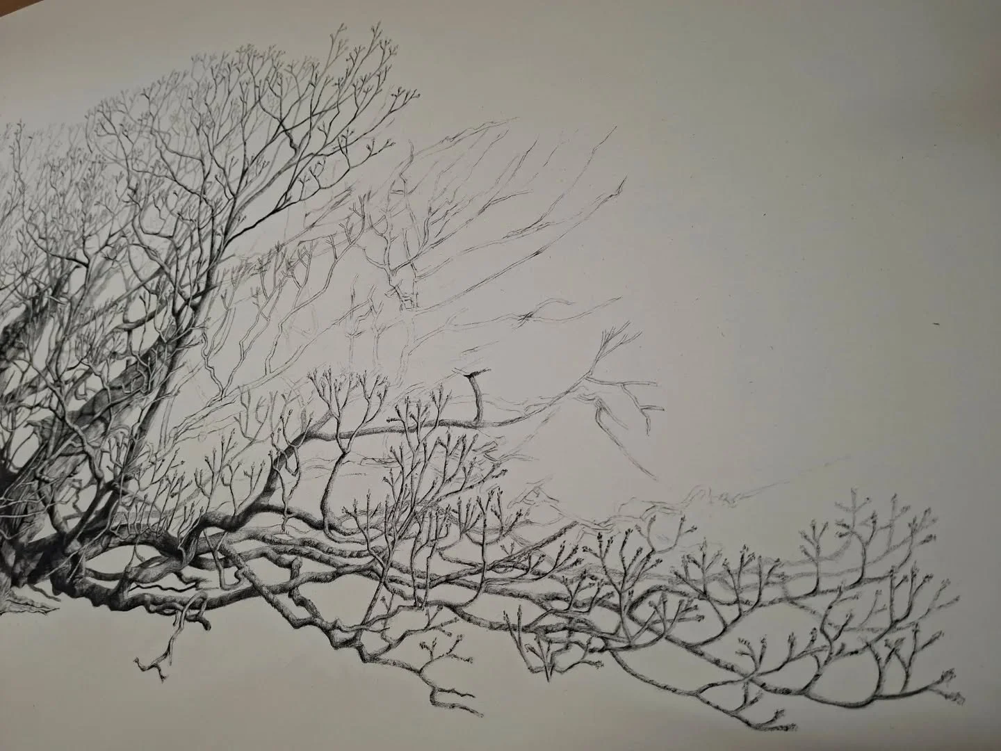 Nearly there.

#charcoaldrawing #slowart #englishlandscape #heritagetree