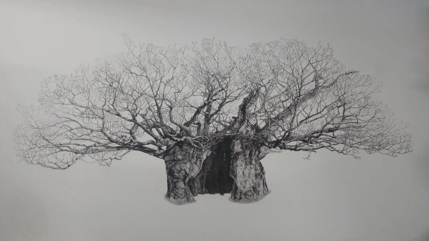 Queen Elizabeth Oak - Cowdray Estate
Cont&eacute; Pierre Noire on Fabriano Artistico hot press paper
200cm x 100cm

Completed after 5 months work

@shirleysherwoodcollection
@cowdrayestate
@woodlandtrust
@kewgardens

#treedrawing #englishlandscape #b