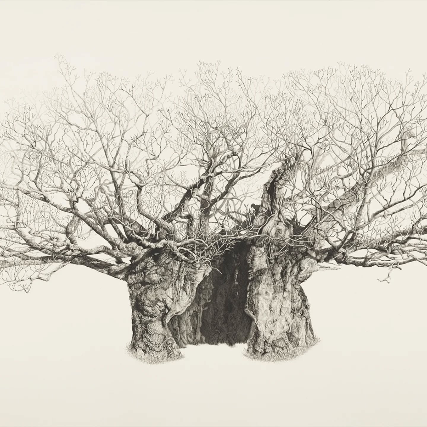 The drawing has now been photographed.

I am currently preparing a limited edition print release.

As always a huge thank you to the amazing Zed @imagecentre for his expertise in creating these images for my prints.

#botanicalprints #artreproduction