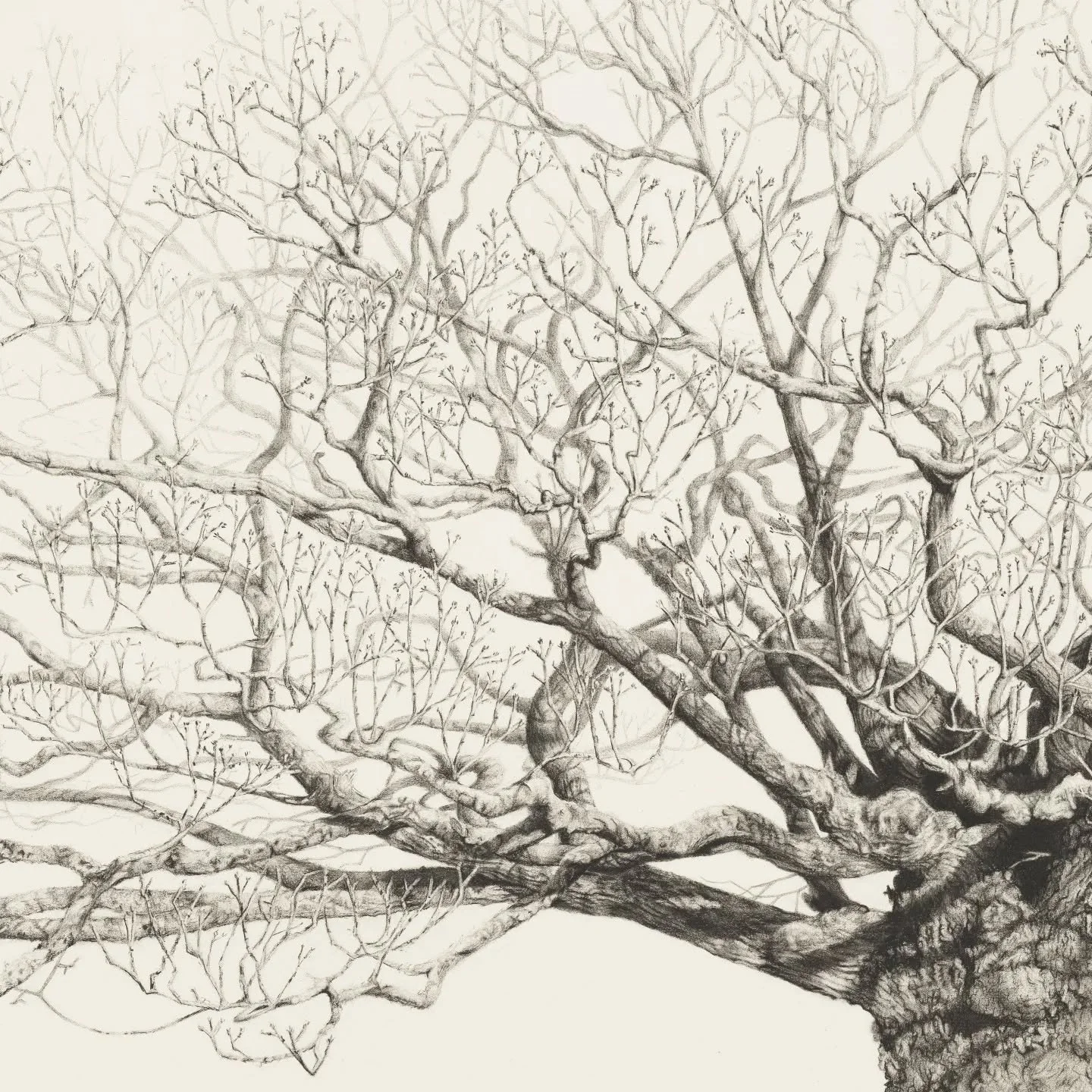 Subcribers will receive advance access to the Queen Elizabeh Oak print release before it is offered publicly.

Linkn in bio

#treeart #botanicalart #botanicaldrawing #fineartprint