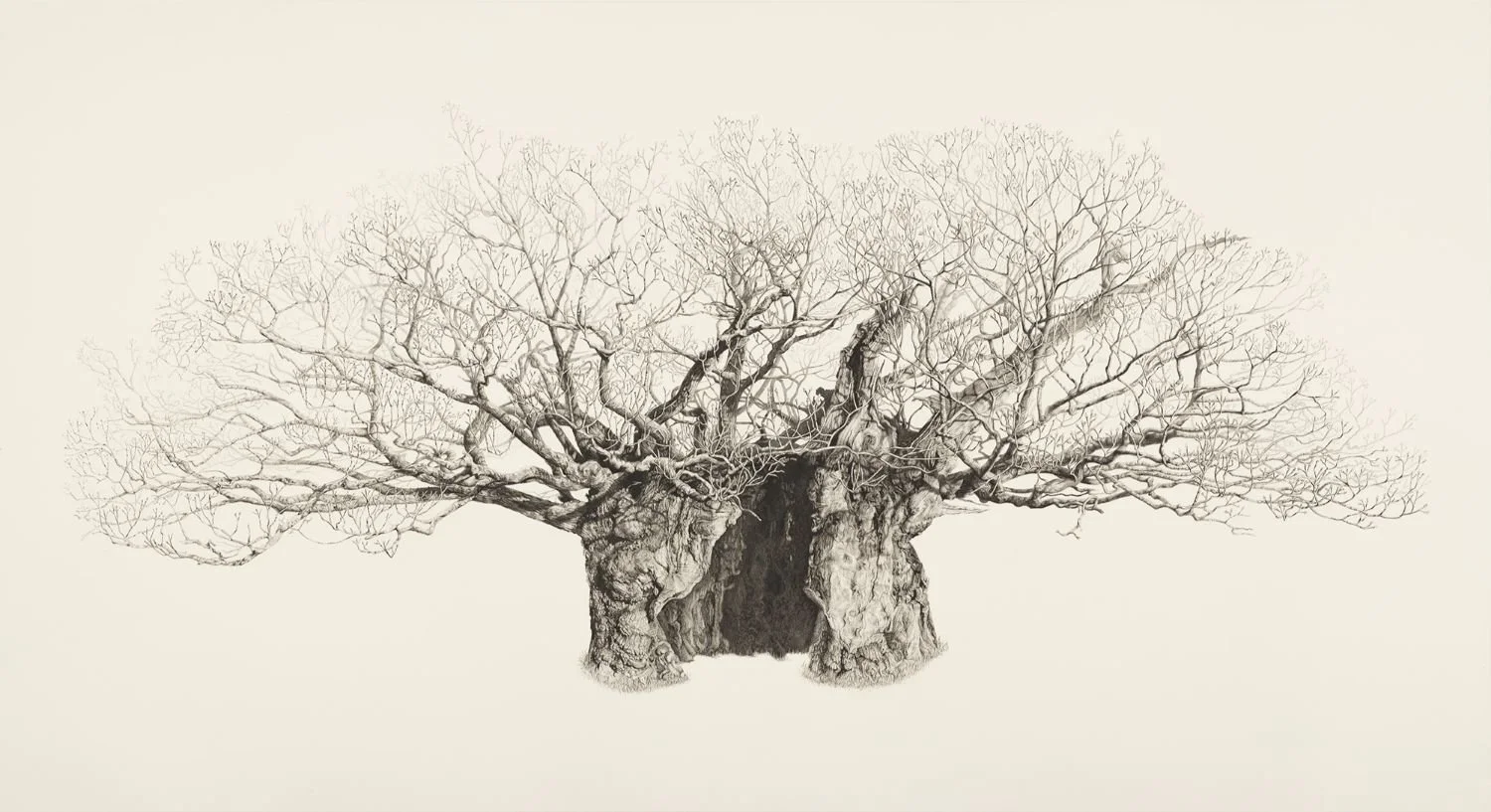 The Making of the Queen Elizabeth Oak Drawing