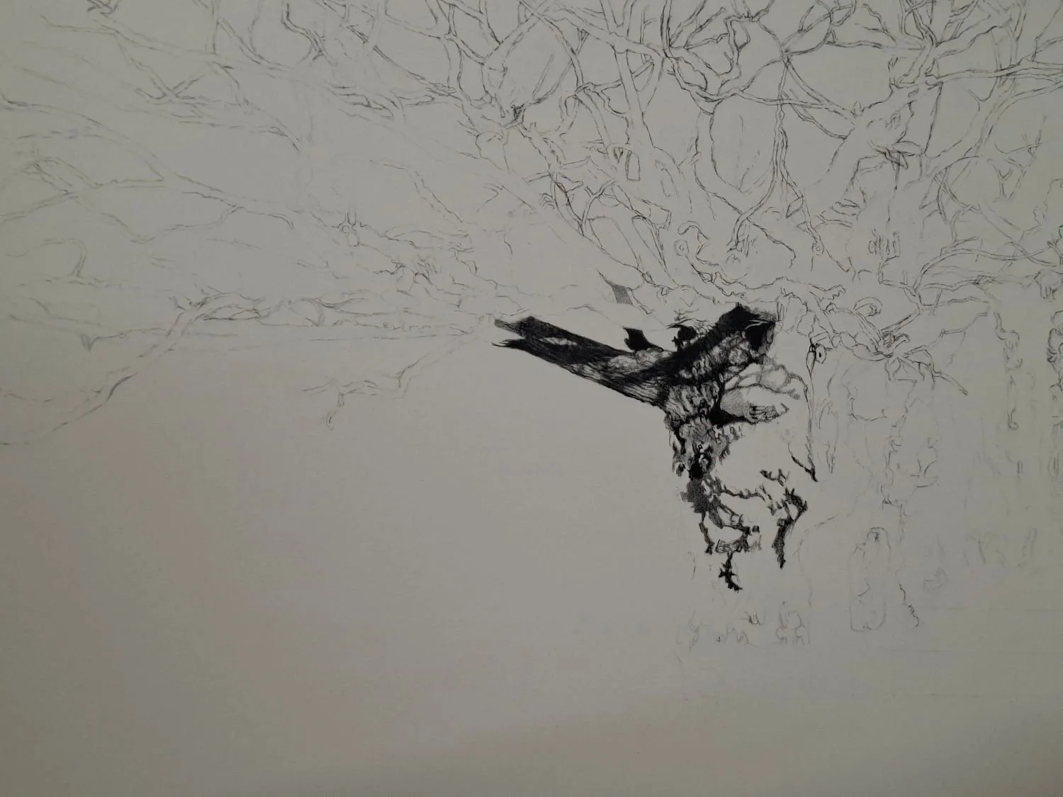 queen-elizabeth-oak-early-charcoal-work.jpg