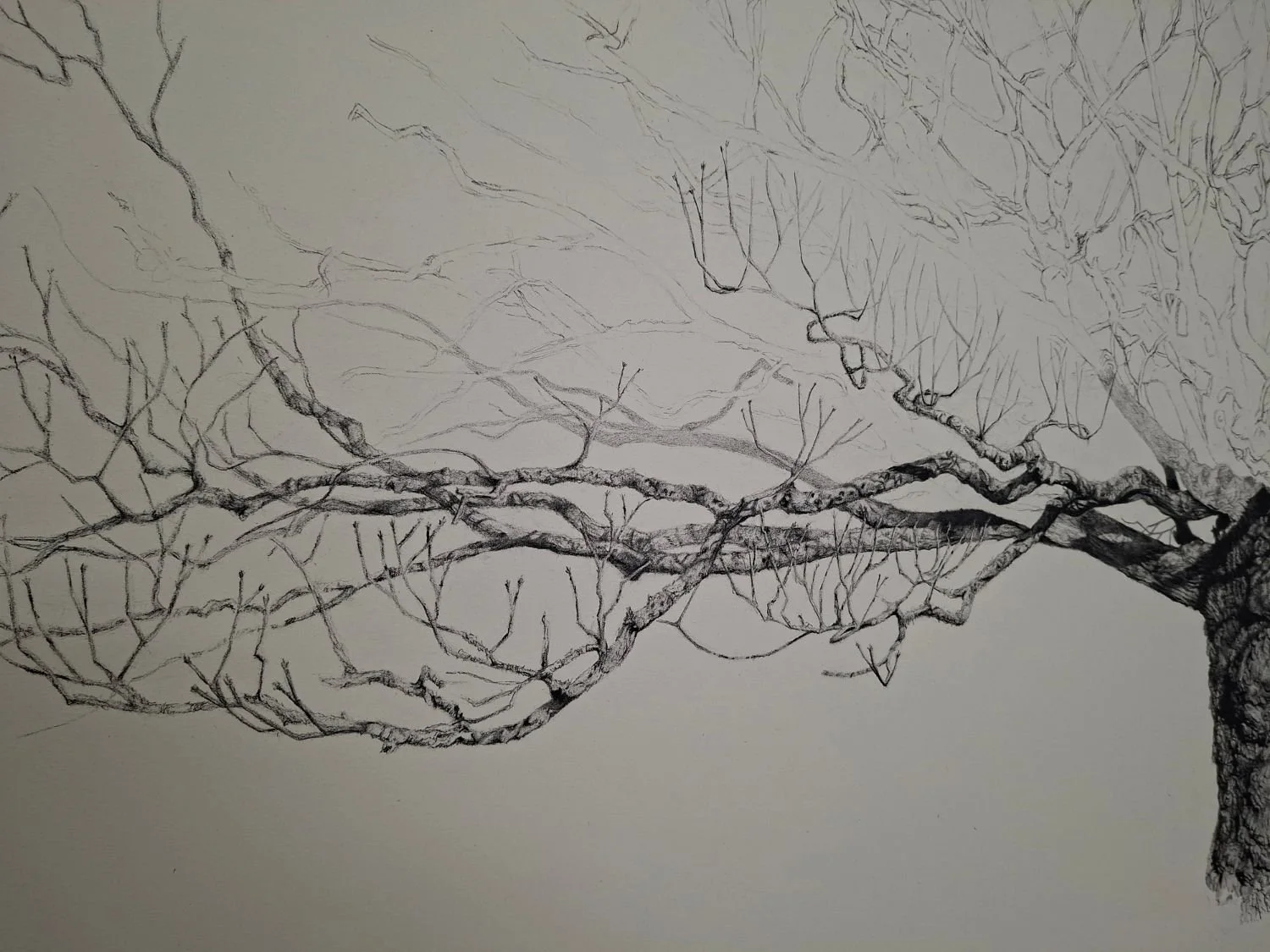 queen-elizabeth-oak-branch-outline.jpg