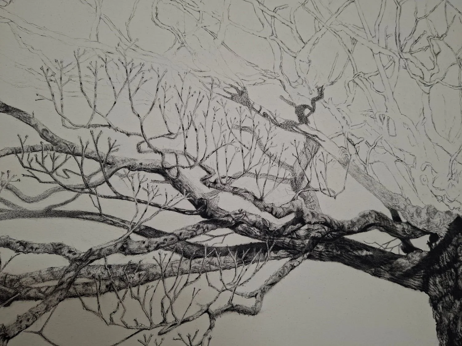 queen-elizabeth-oak-branch-development.jpg