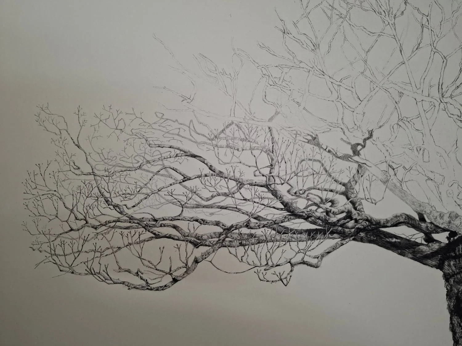 queen-elizabeth-oak-branch-progress.jpg