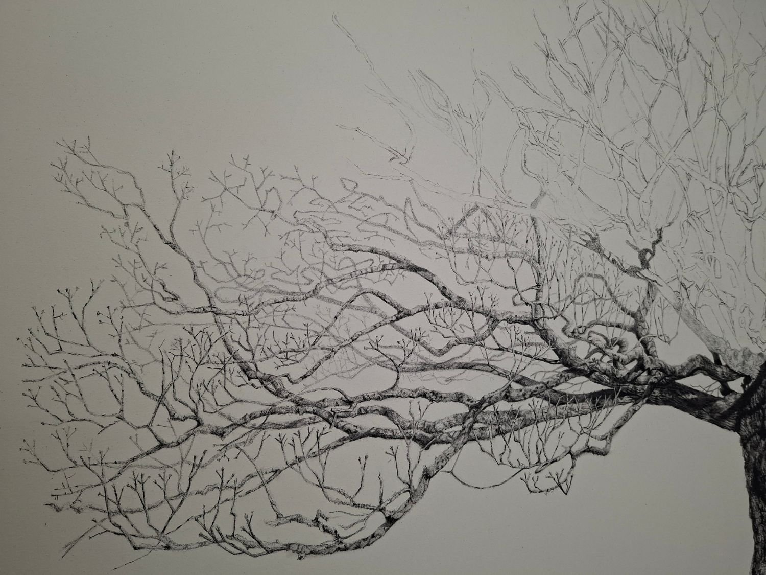 queen-elizabeth-oak-branch-refinement.jpg