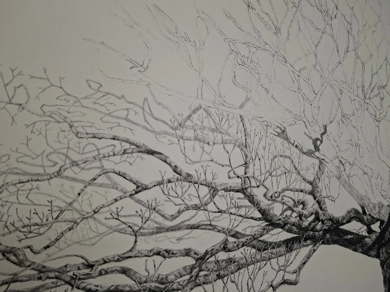 queen-elizabeth-oak-branch-detail.jpg