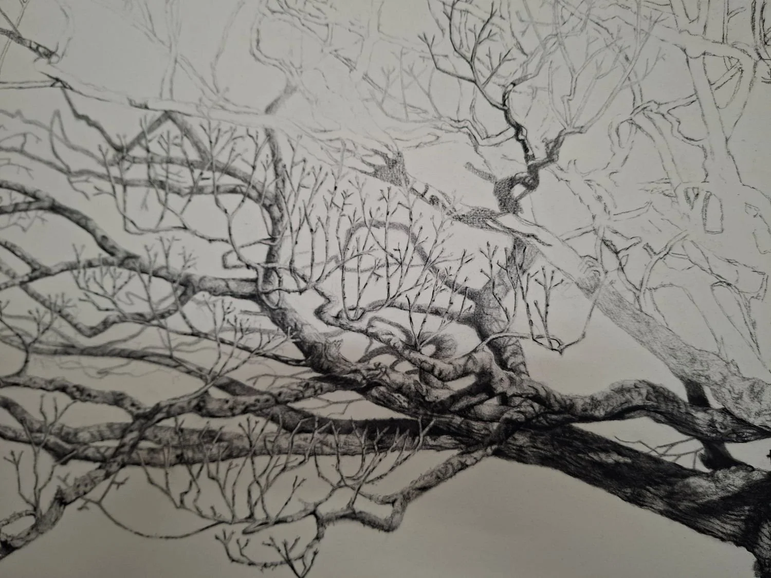 queen-elizabeth-oak-branch-completed.jpg