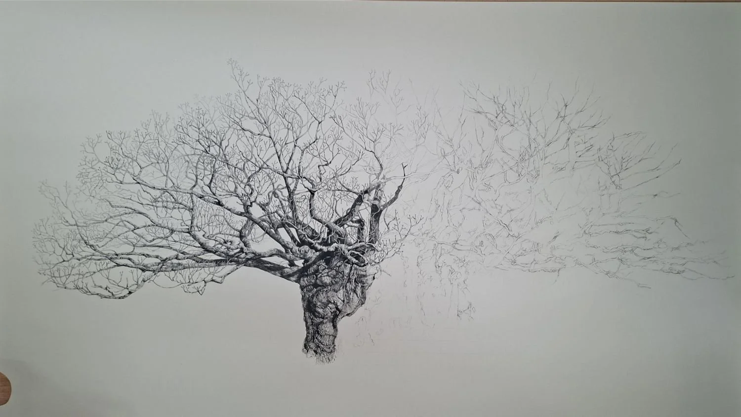 queen-elizabeth-oak-central-progress.jpg