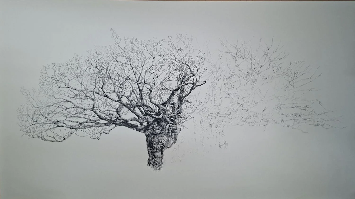 queen-elizabeth-oak-upper-trunk-detail.jpg