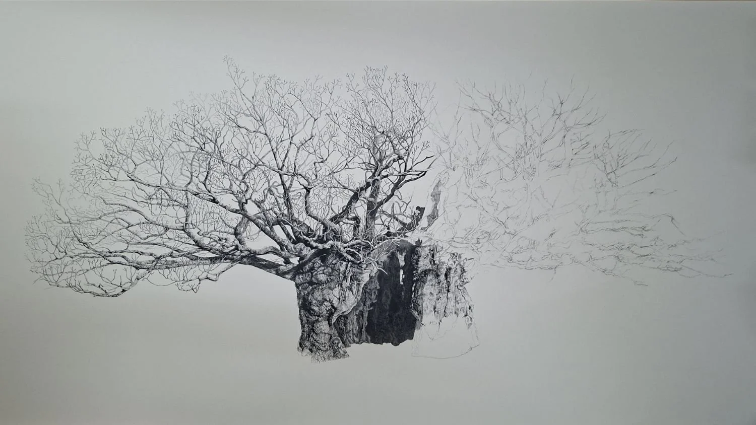 queen-elizabeth-oak-hollow-refinement.jpg