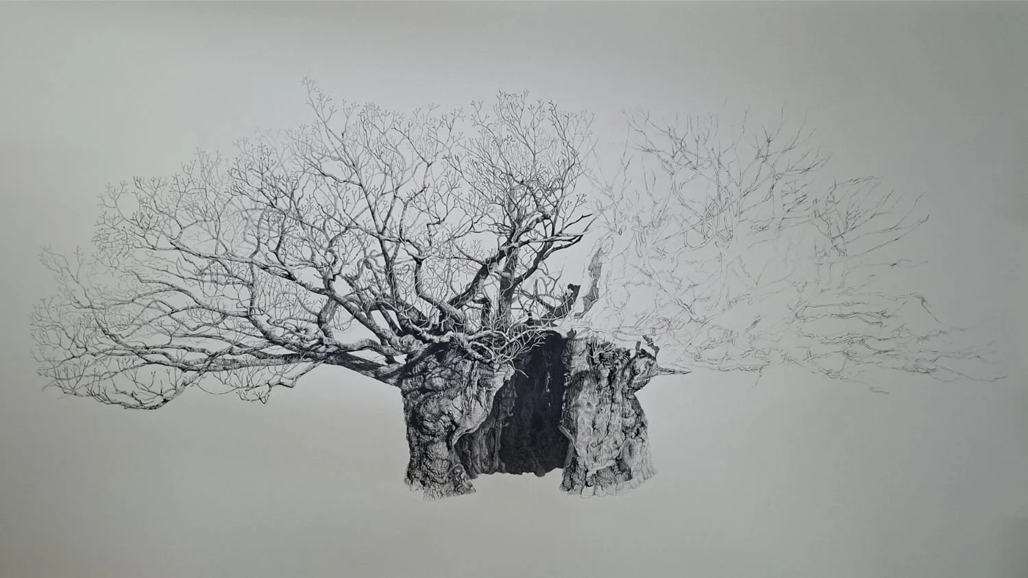 queen-elizabeth-oak-trunk-refinement.jpg