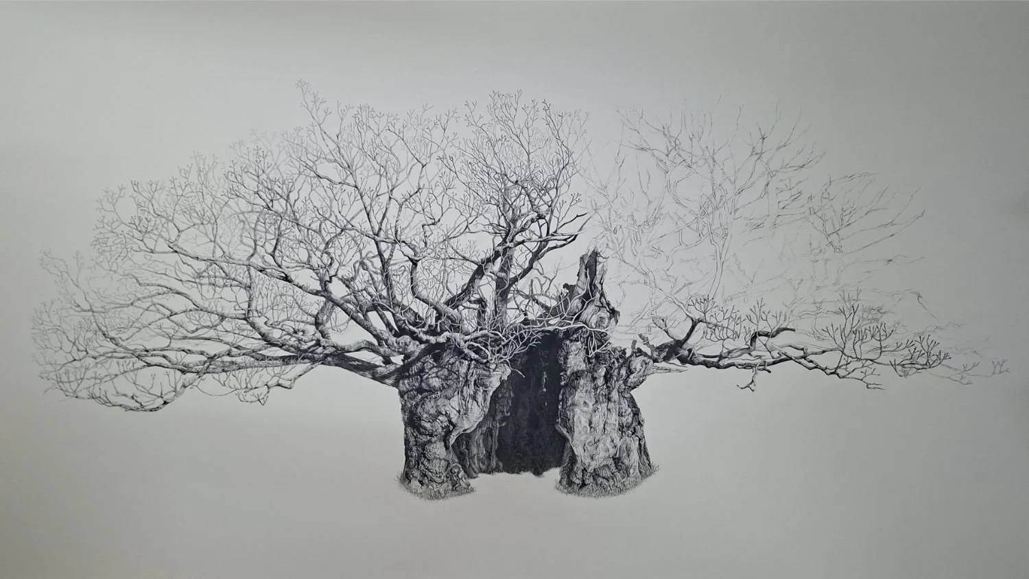queen-elizabeth-oak-right-branches-progress.jpg