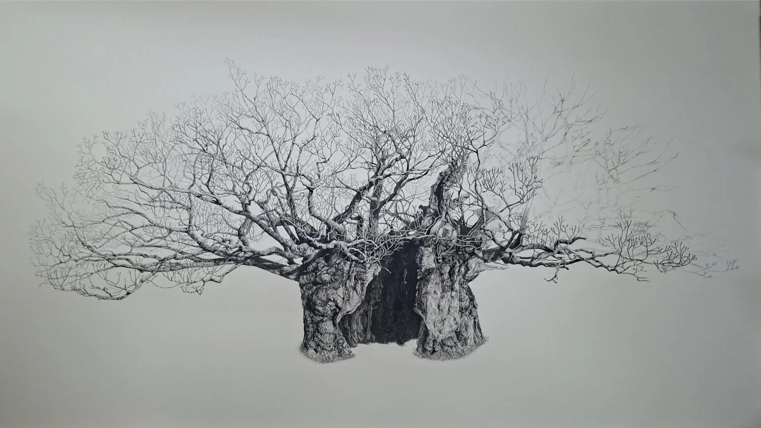 queen-elizabeth-oak-canopy-development.jpg
