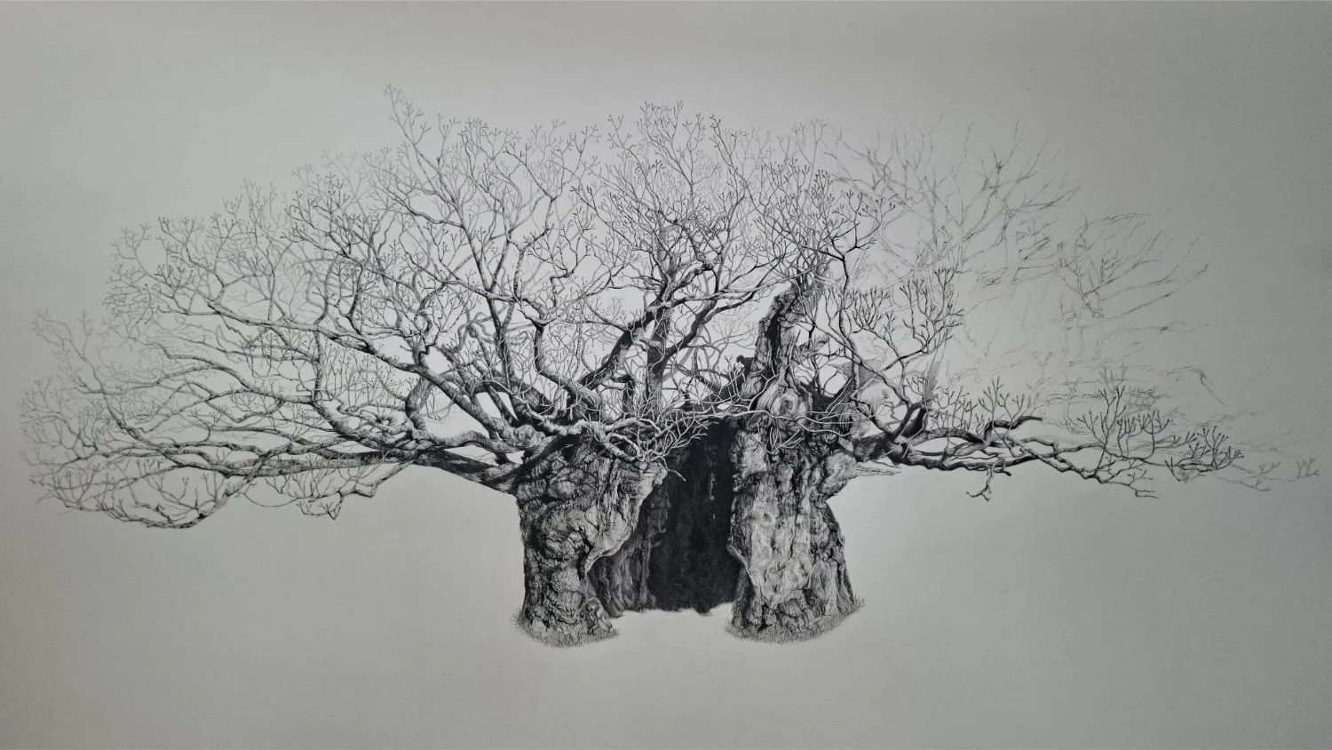 queen-elizabeth-oak-branch-refinement.jpg