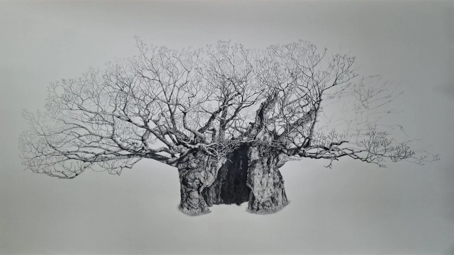 queen-elizabeth-oak-canopy-refinement.jpg