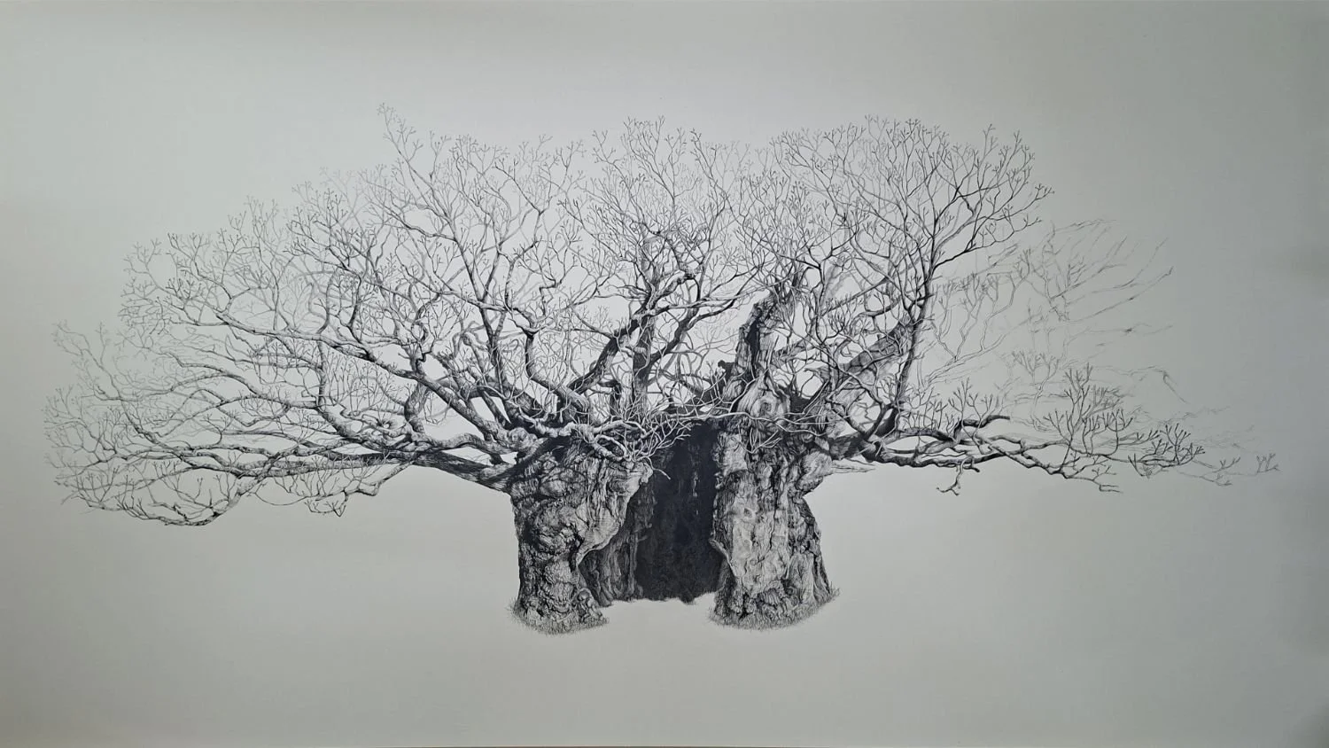 queen-elizabeth-oak-final-branches.jpg