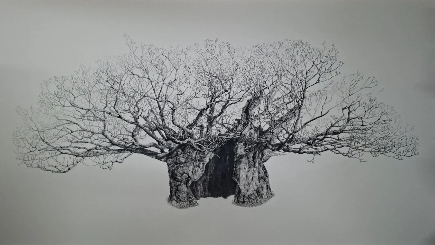 queen-elizabeth-oak-completed-drawing.jpg