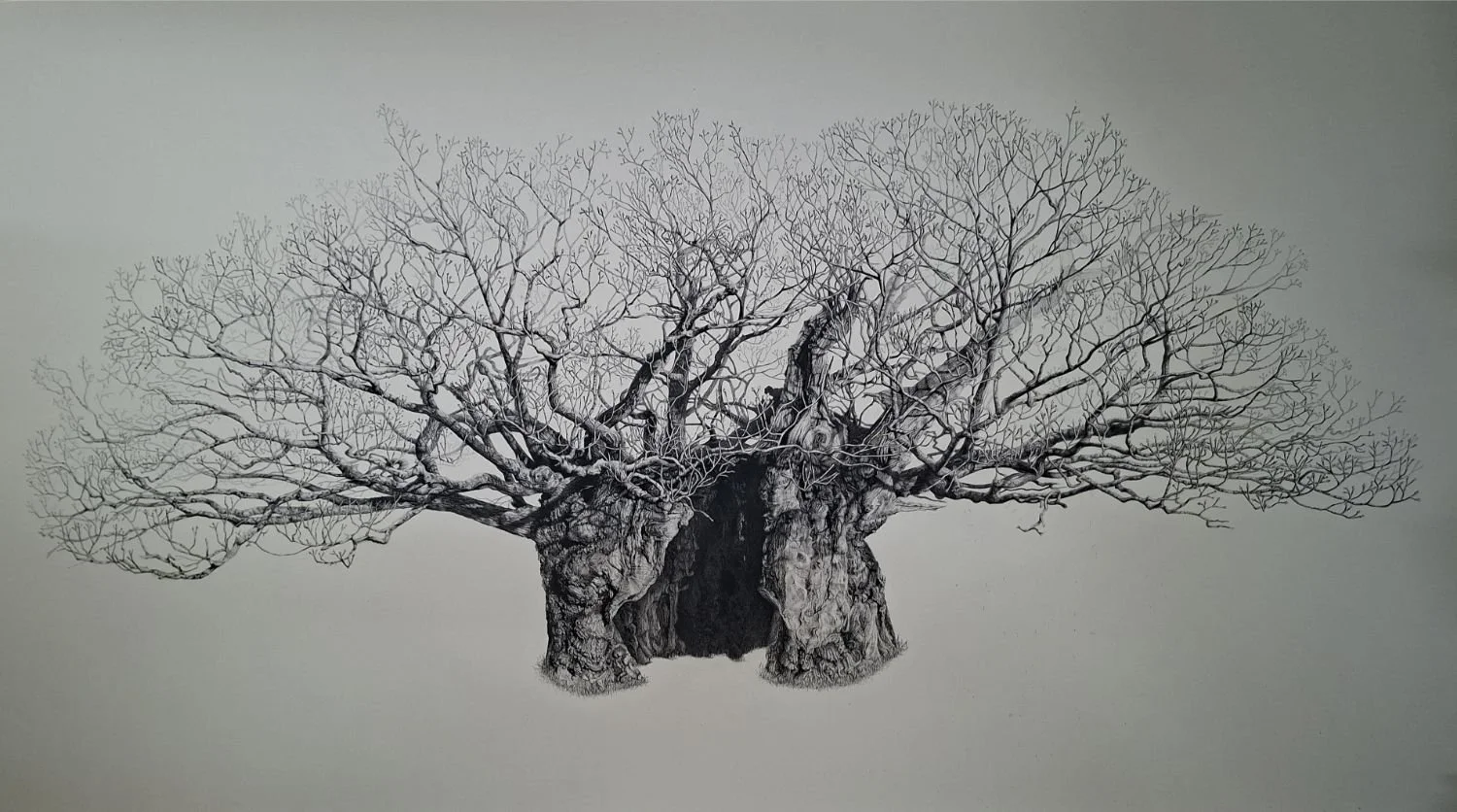 queen-elizabeth-oak-original-drawing.jpg