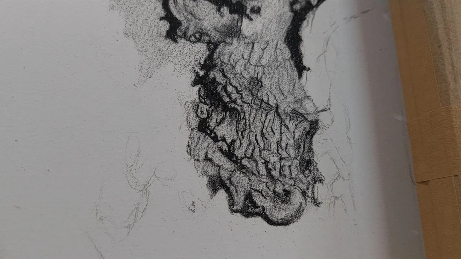 queen-elizabeth-oak-bark-detail-emerging.jpg