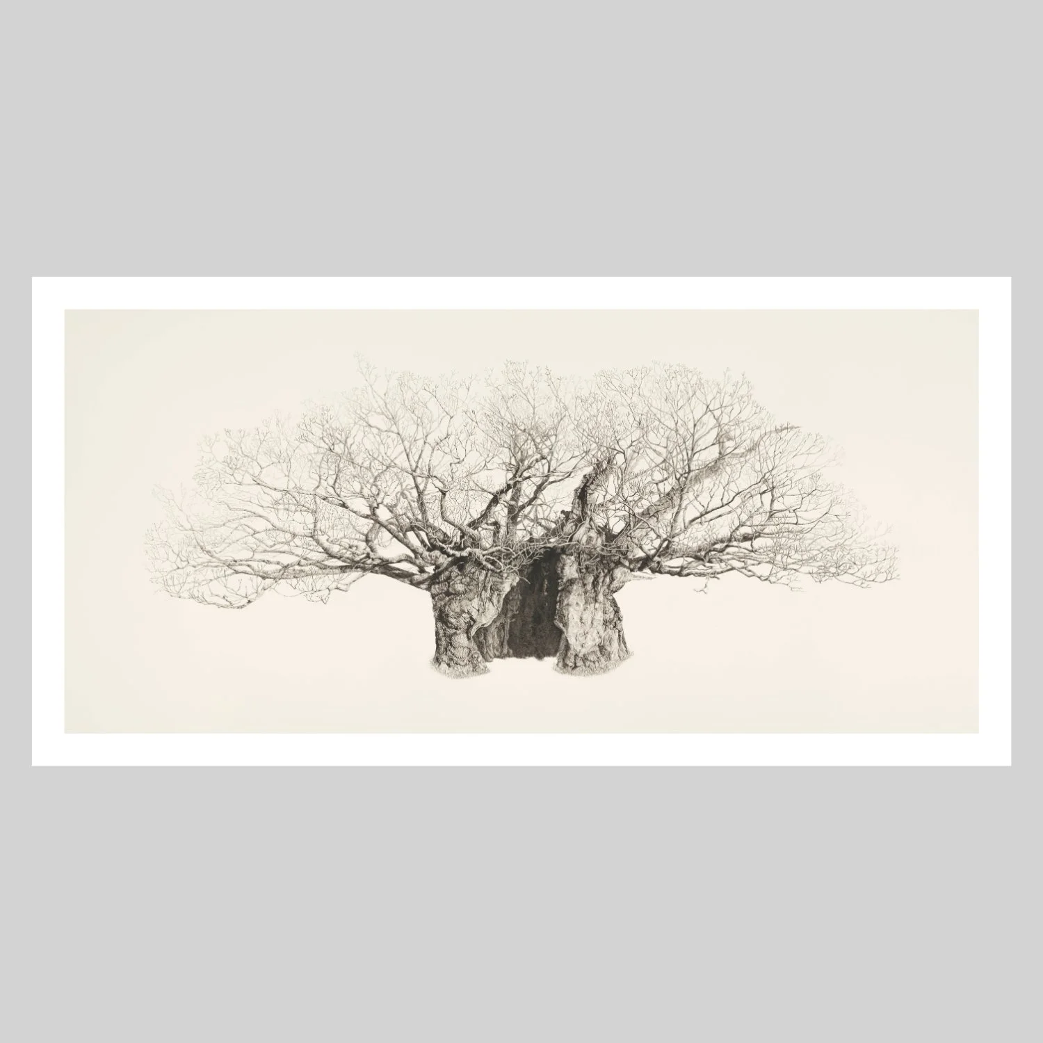 Queen Elizabeth Oak - Quercus Petraea (Print)