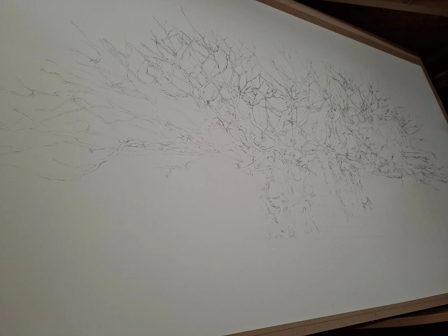 Outlined branches before charcoal drawing