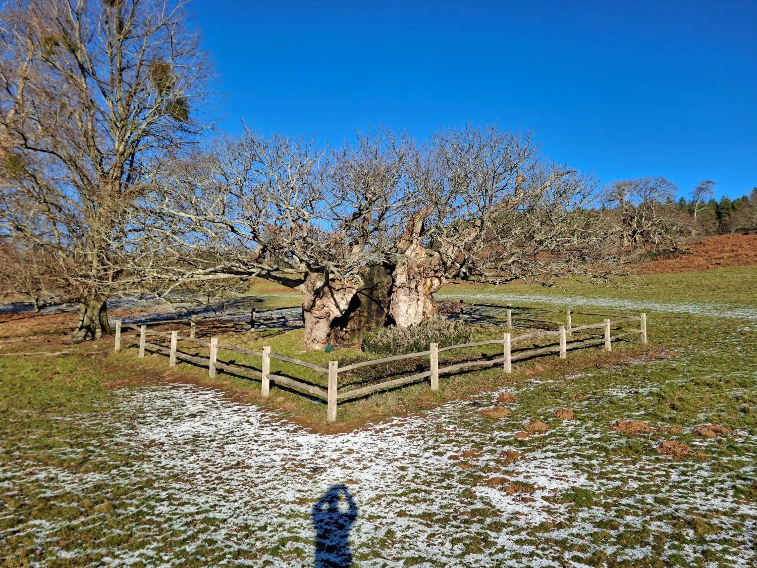Queen Elizabeth Oak in winter