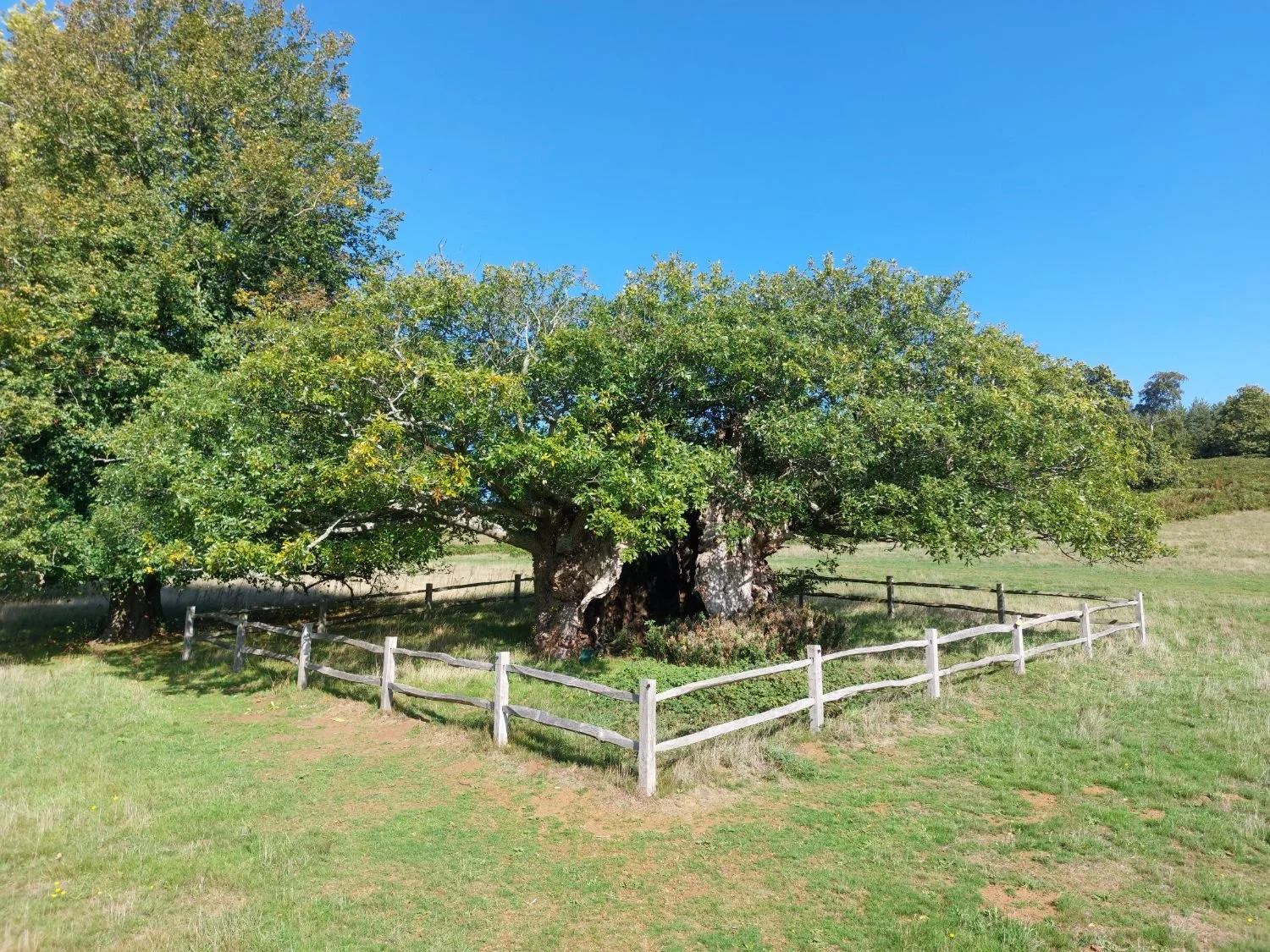 Queen Elizabeth Oak in summer