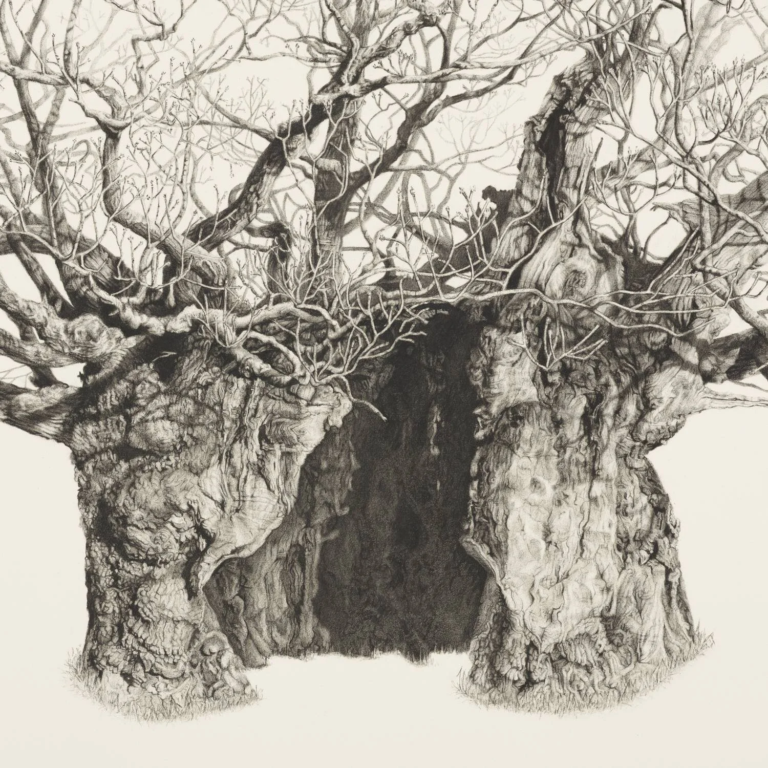 Detail of the Queen Elizabeth Oak limited edition print