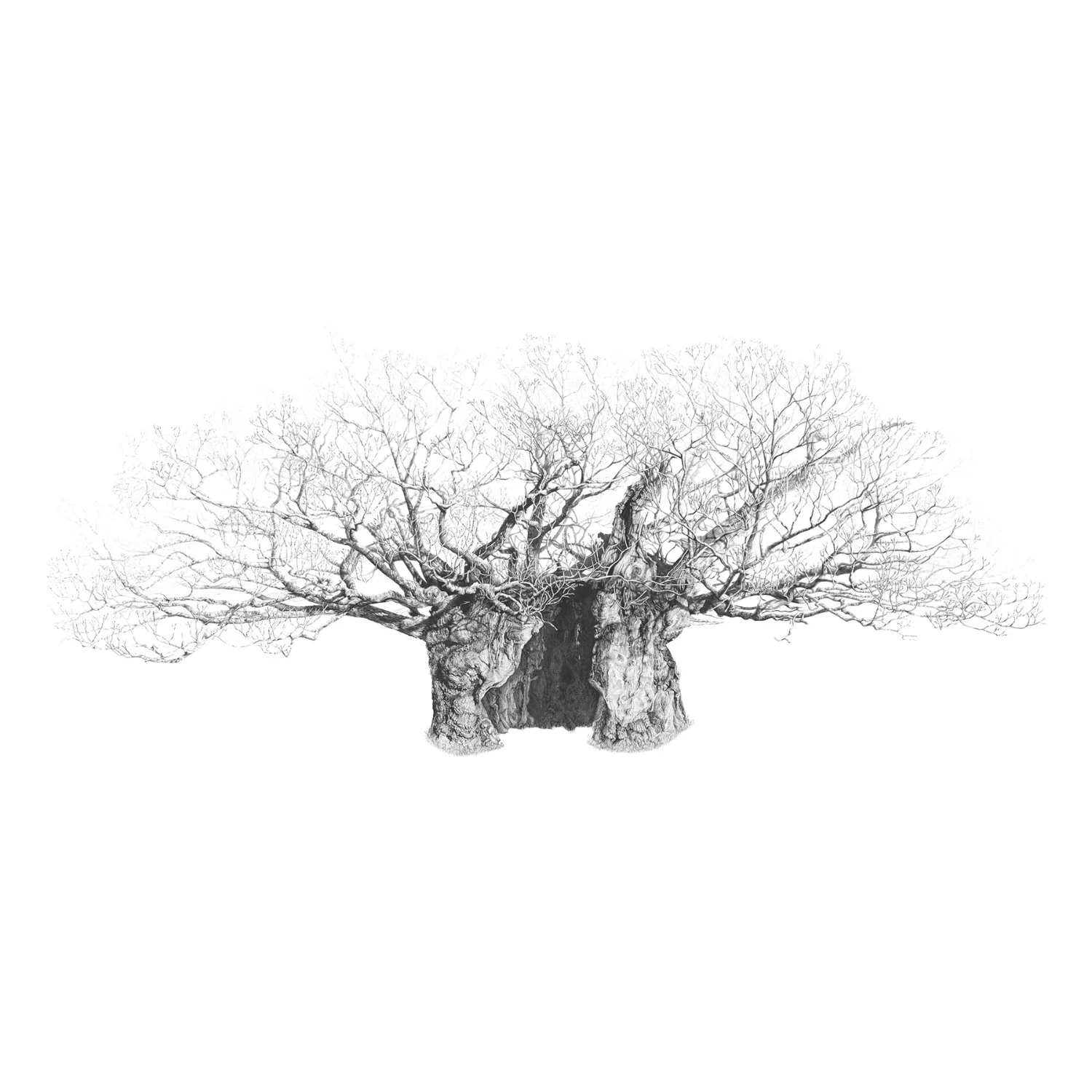 The Queen Elizabeth Oak - Quercus Petraea (Drawing)