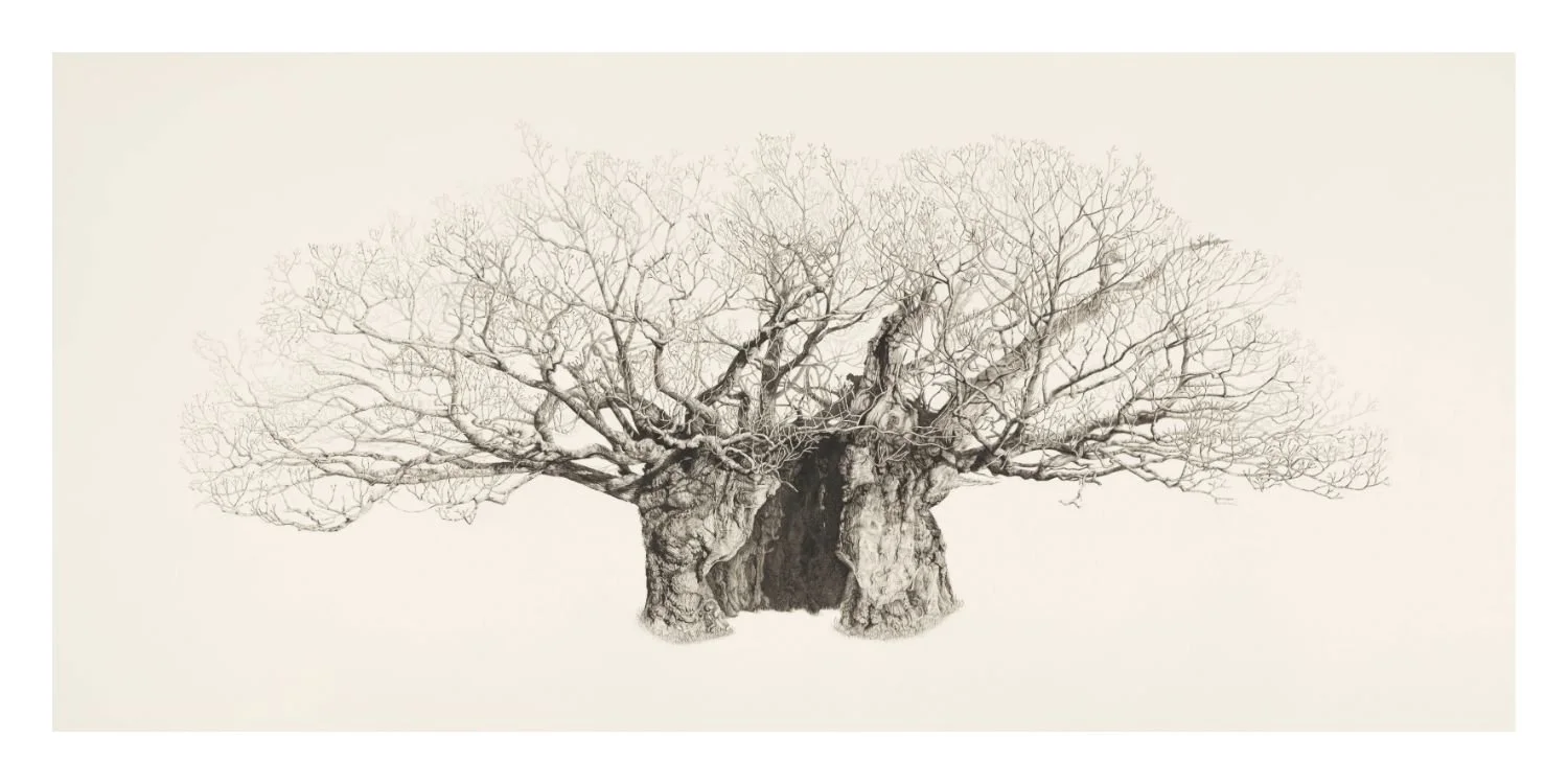 Queen Elizabeth Oak limited edition prints
