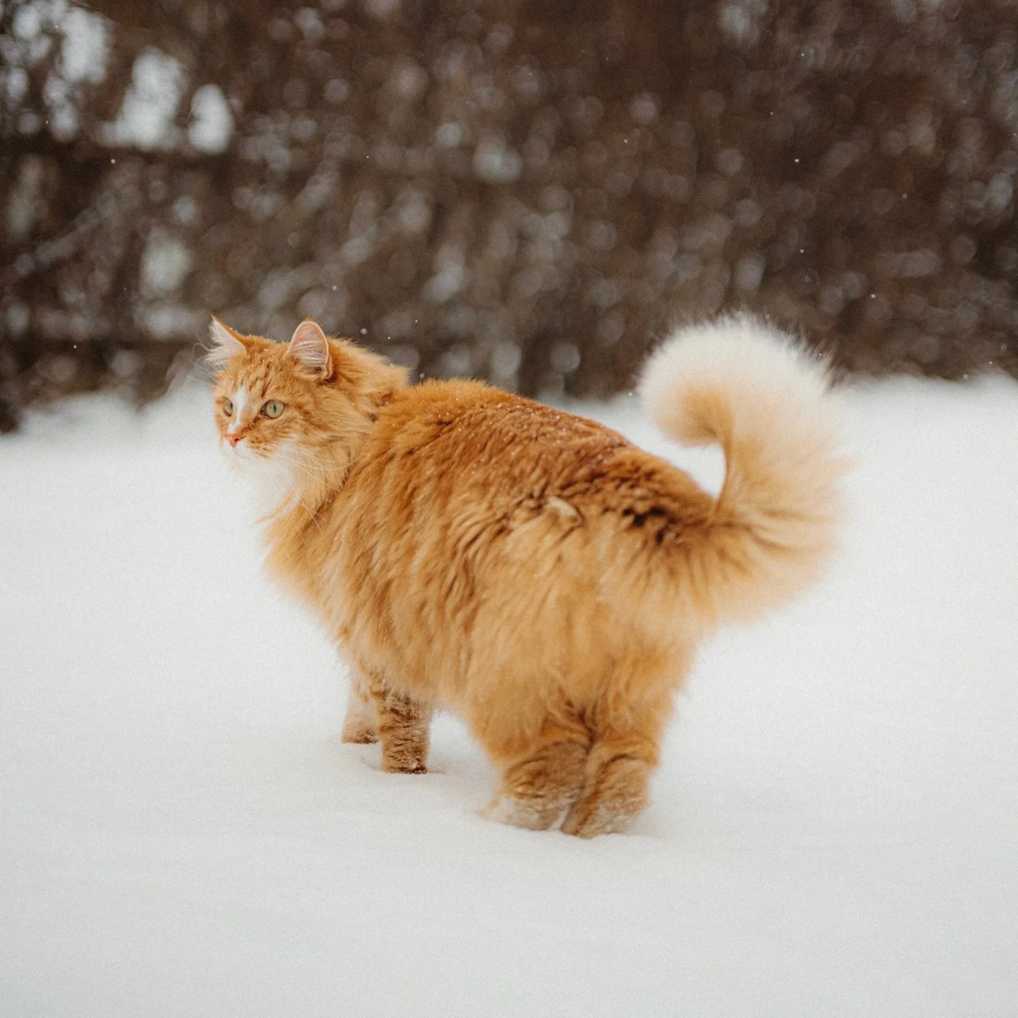 Ludvig in the snow ❄️🦁✨ The new Nikkor Z 50mm 1.4 is amazing!!

#catphotography #bykjosfoto #dyrefotograf #bykjos #norskfotograf