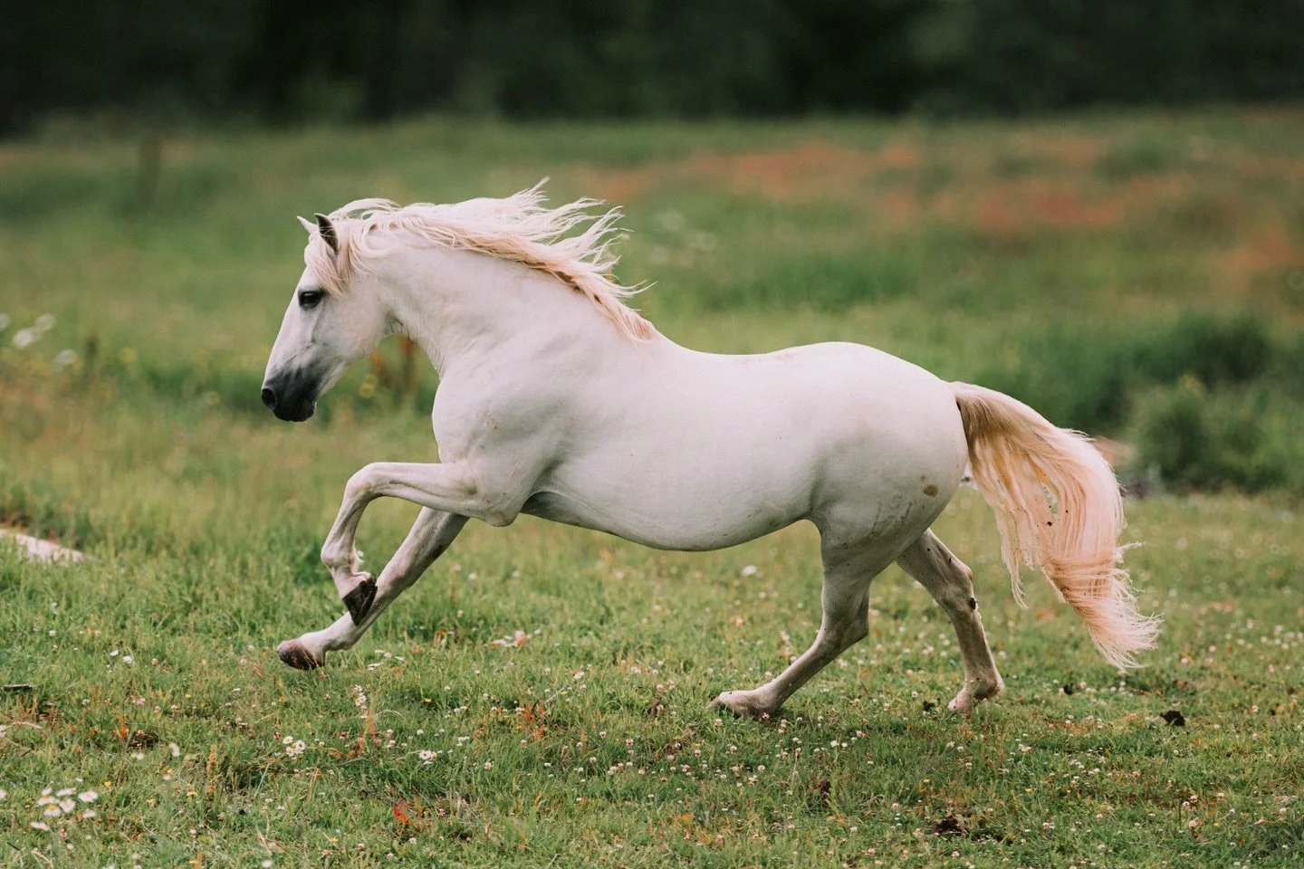 Vakre Belico ❤️🕊️

#hestefotograf #norskfotograf #bykjos #equinephotography