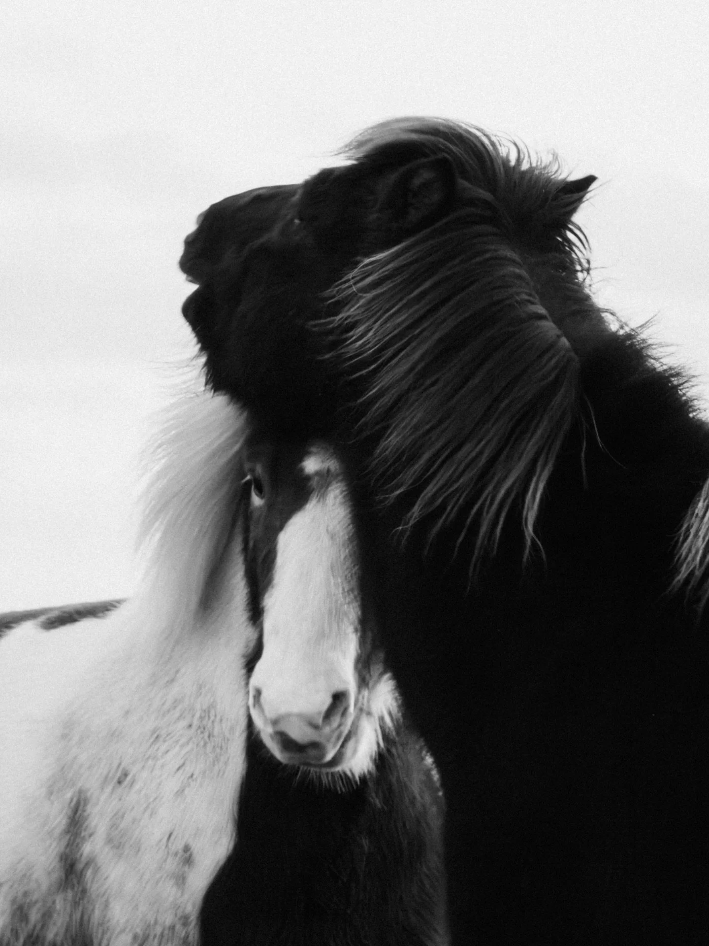 Island 2012 ✨

#hestefotograf #island #bykjosfoto #equinephotography