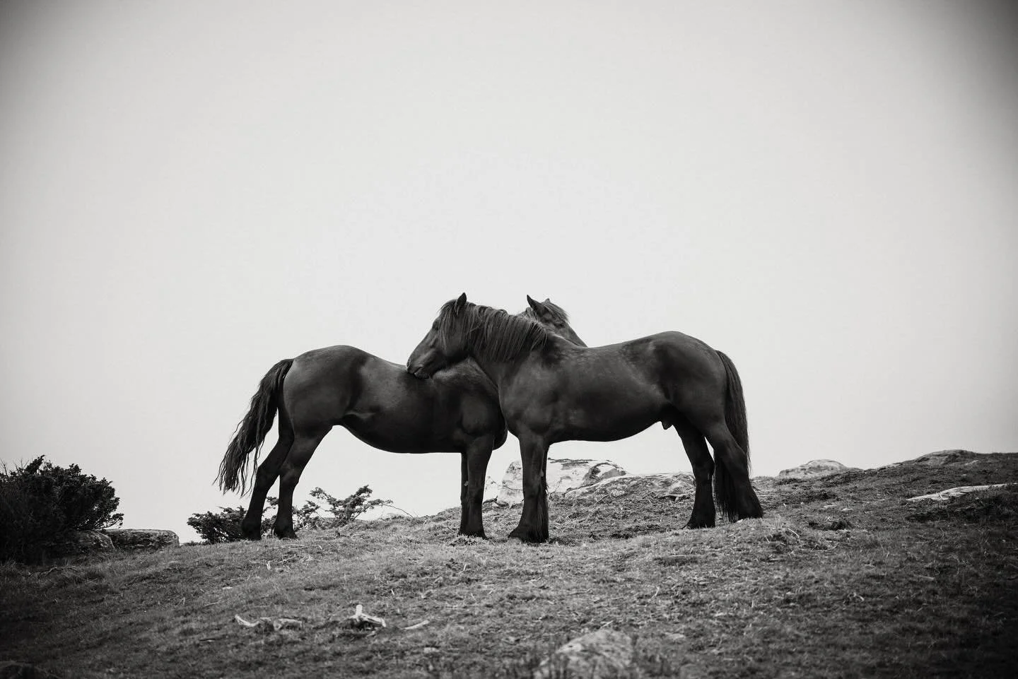 Wonderful weekend at the foot of Joutunheimen with my sister surrounded by goats, cows and horses ✨ So glad I photographed the horses this morning 🤩

#bykjos #horsephotography #hestefotograf #bykjosfoto #norsknatur #norsknaturp&aring;sittbeste #pfer