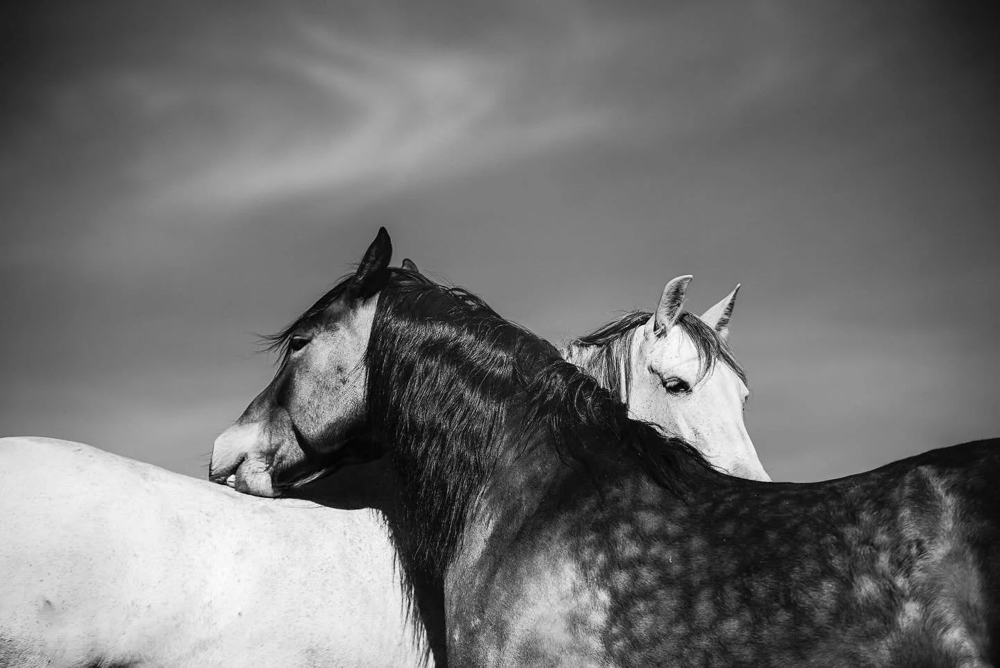 De to fineste hoppene i verden 🤍✨