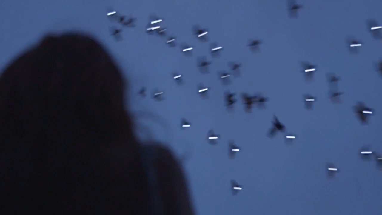 backupflybynight.jpg