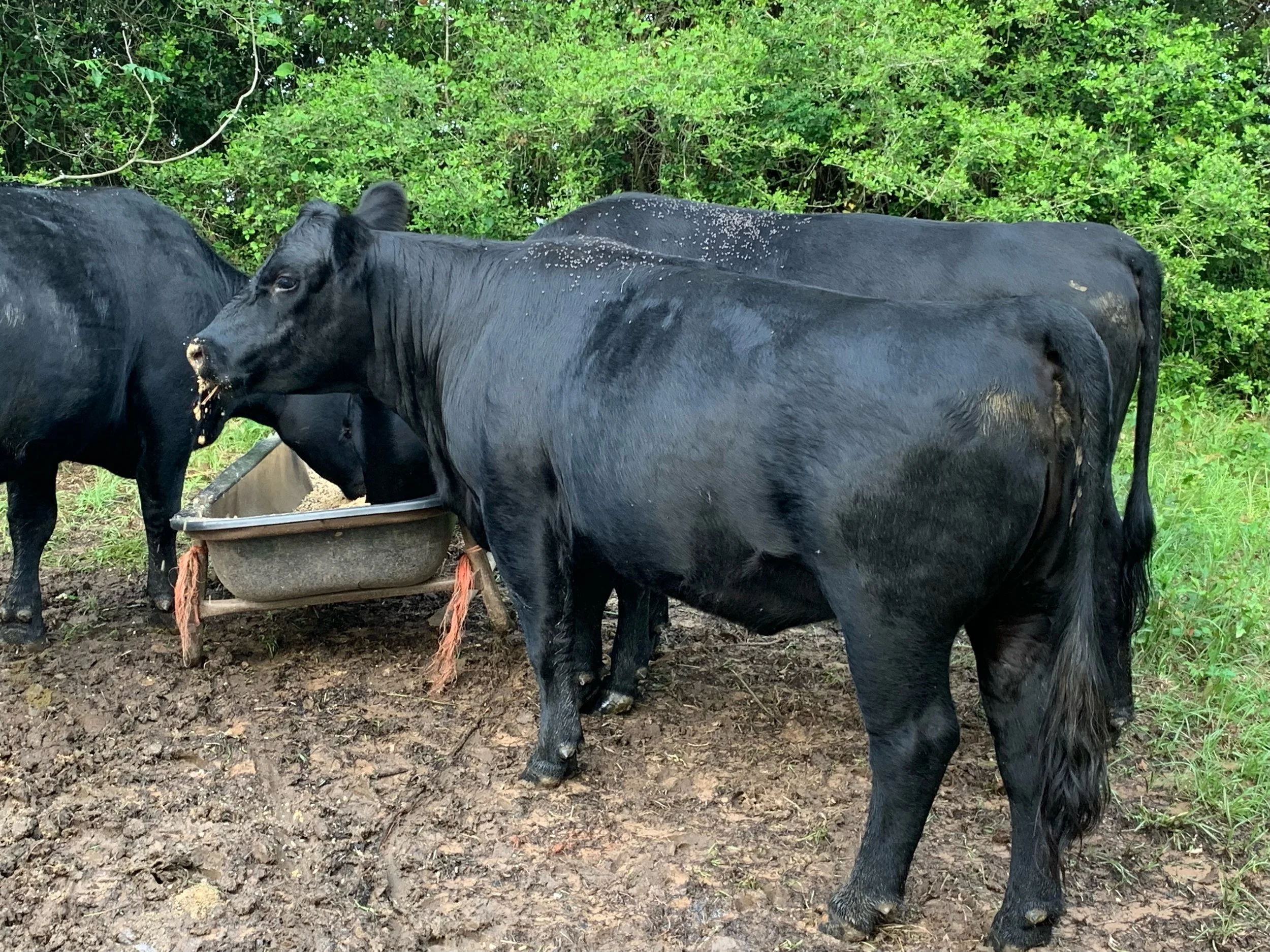 Angus — J Shiloh Ranch