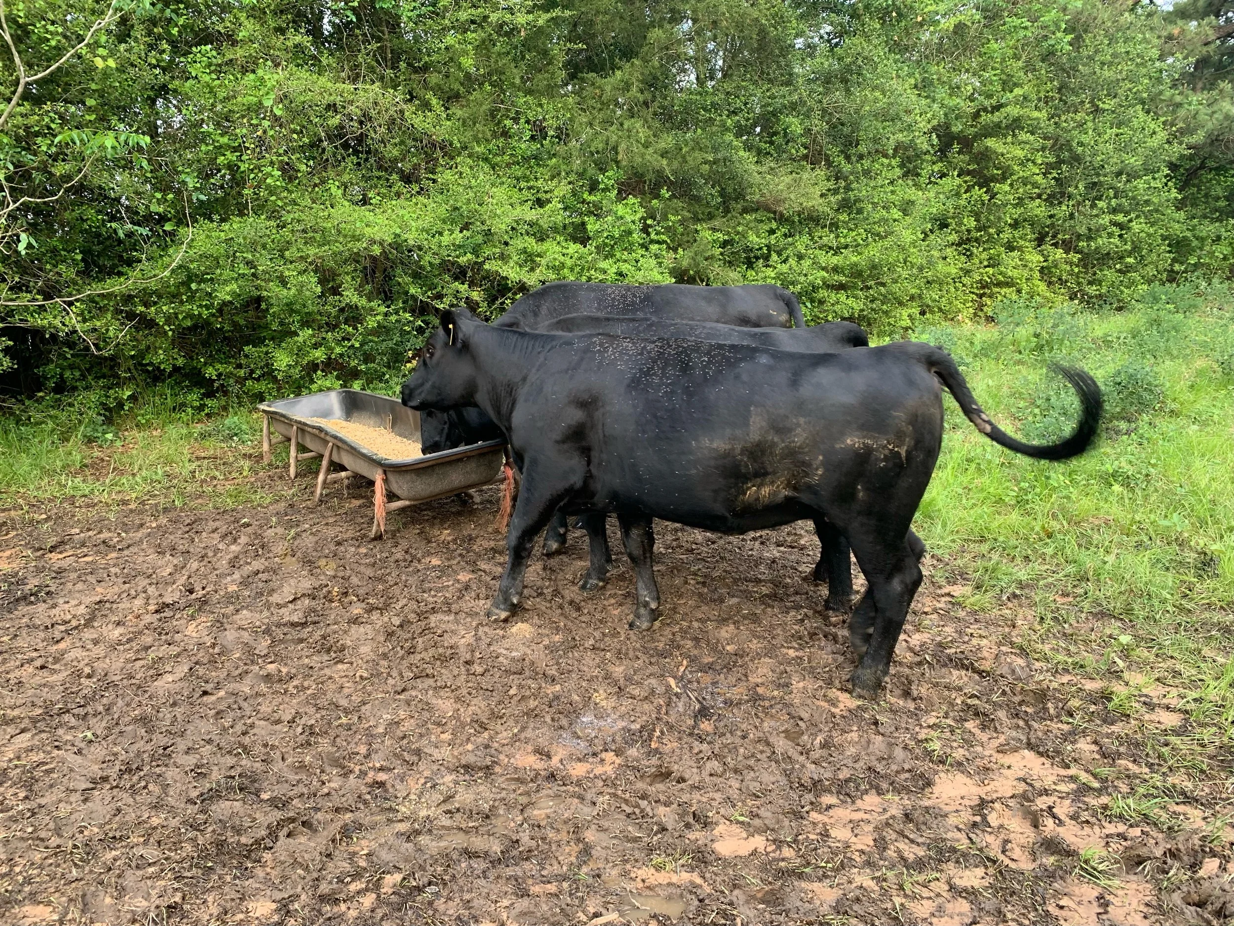 Angus — J Shiloh Ranch