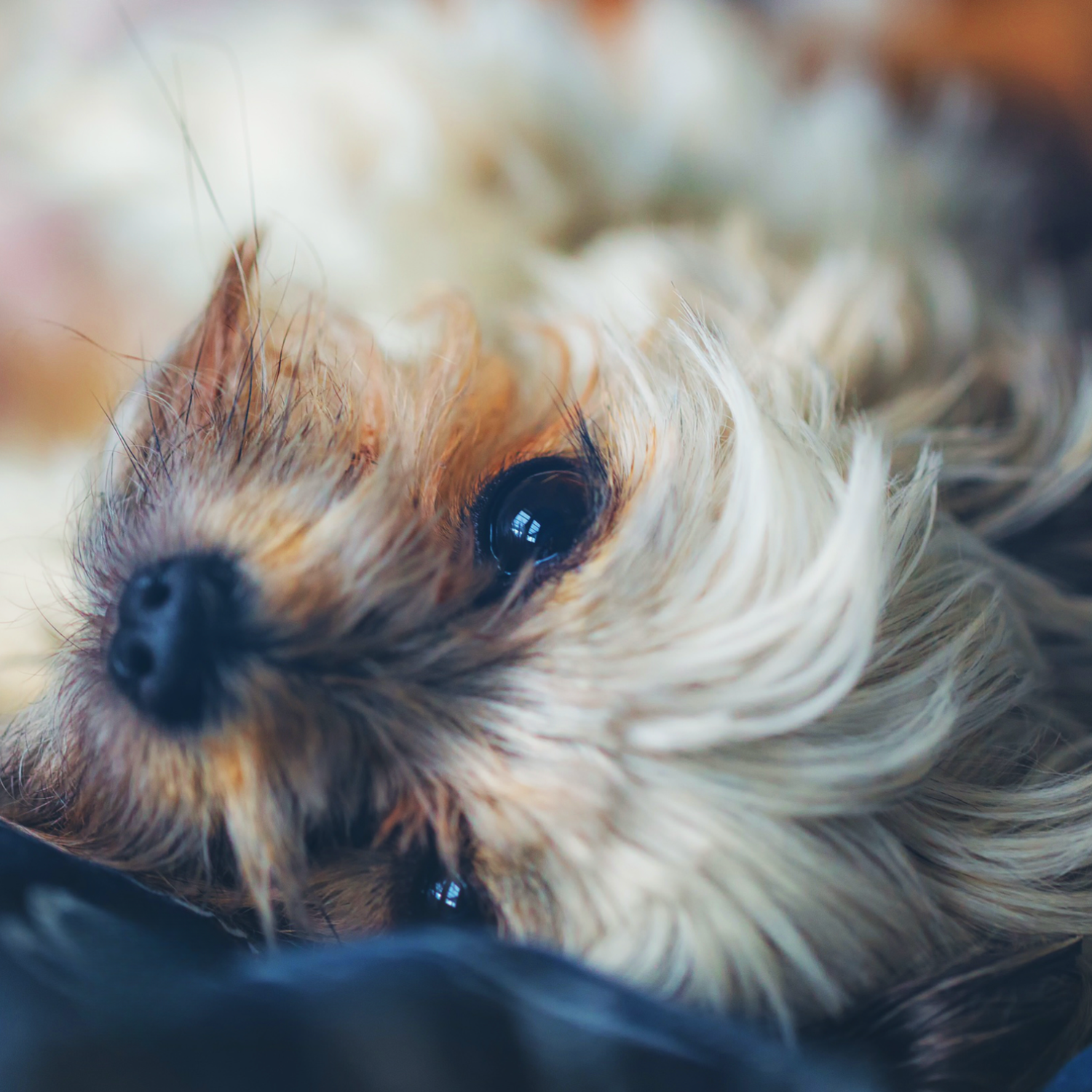 Barbra Colemans dog laying down after a grooming